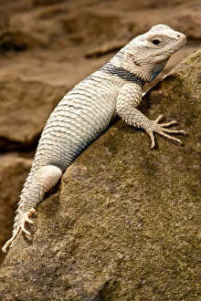 Desert Spiney Lizard, Sceloporus magister ssp, Native to South Western US Desert Spiney Lizard, Sceloporus magister ssp, Native to South Western US