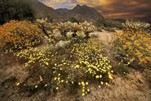 Desert wildflower bloom at Anza Borrego Park in California Desert wildflower bloom at Anza Borrego Park in California