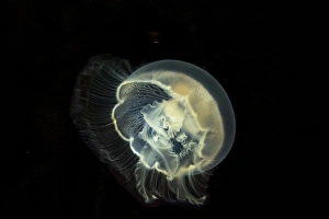 Detailed and bright biluminescence of this moon jelly fish Detailed and bright biluminescence of this moon jelly fish