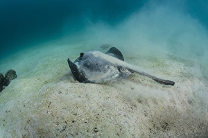 Diamond Stingray (Dasyatis brevis) GALAPAGOS ISLANDS, Ecuador, South America Diamond Stingray (Dasyatis brevis) GALAPAGOS ISLANDS, Ecuador, South America