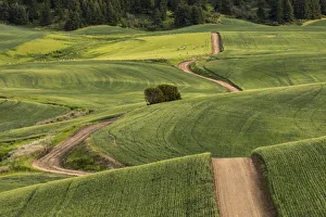 Dirt road winding over rolling green wheat fields, Palouse region of eastern Washington Dirt road winding over rolling green wheat fields, Palouse region of eastern Washington