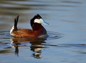 Displaying Male Ruddy duck on bird viewing preserve in Henderson, Nevada Displaying Male Ruddy duck on bird viewing preserve in Henderson, Nevada