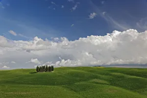 Distinctive cypress trees in Tuscany region of Italy Distinctive cypress trees in Tuscany region of Italy