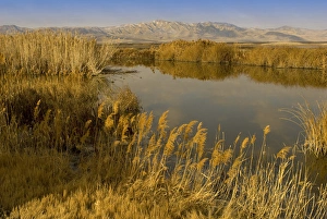 ditch reed, common reed, Phragmites communis, and Bear River, Bear River Migratory ditch reed, common reed, Phragmites communis, and Bear River, Bear River Migratory
