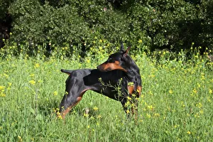 A Doberman Pinscher looking over her shoulder in a field of yellow flowers A Doberman Pinscher looking over her shoulder in a field of yellow flowers