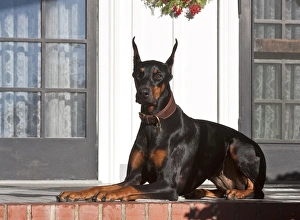 A Doberman Pinscher lying on a red brick patio in front of a house A Doberman Pinscher lying on a red brick patio in front of a house