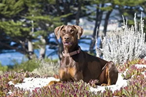 Working Group Gallery: A Doberman Pinscher lying in the white sands of Carmel Beach California