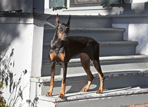 A Doberman Pinscher standing on stairs leading onto a patio of a house A Doberman Pinscher standing on stairs leading onto a patio of a house