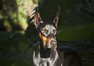 A Doberman Pinscher standing in a sunny spot very intent on something A Doberman Pinscher standing in a sunny spot very intent on something