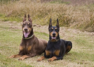 Two Doberman Pinschers lying side by side waiting in a field Two Doberman Pinschers lying side by side waiting in a field