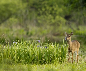 Doe feeding on prairie iris, Grimes Ranch, Central Florida, wild Doe feeding on prairie iris, Grimes Ranch, Central Florida, wild