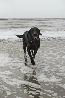 Dog on beach, Little St Simons Island, Barrier Islands, Georgia. USA Dog on beach, Little St Simons Island, Barrier Islands, Georgia. USA