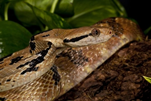 Dog-tooth Cat Eyed Snake Boiga cynodon Native to Burma