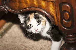 Images Dated 25th June 2009: Domestic Calico kitten peeking out under furniture