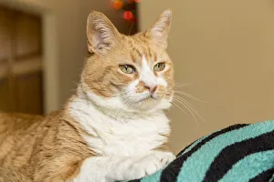 Domestic short-hair cat, deep in thought (PR) Domestic short-hair cat, deep in thought (PR)