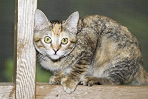 Images Dated 29th August 2010: Domestic shorthair kitten