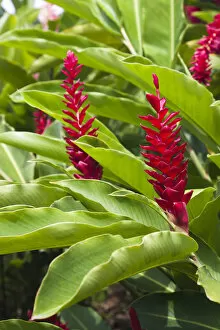 Images Dated 20th March 2012: Dominica, Salybia, red ginger flower, alpinia purpurata