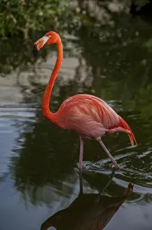 Images Dated 8th January 2012: Dominican Republic, Punta Cana, Higuey, Bavaro, Iberostar Grand, pink flamingo