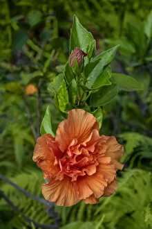 Double bloom, Orange Hibiscus