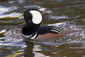 A drake Hooded Merganser (Lophodytes cucullatus) A drake Hooded Merganser (Lophodytes cucullatus)