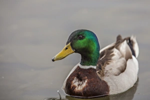 A Drake Mallard afloat in the waters of Lake Murray, San Diego California A Drake Mallard afloat in the waters of Lake Murray, San Diego California