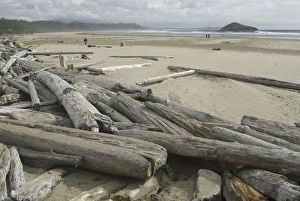 Driftwood at Long Beach, Tofino, British Columbia, Canada, September 2006 Driftwood at Long Beach, Tofino, British Columbia, Canada, September 2006