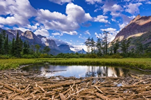 Driftwood and pond, Saint Mary Lake, Glacier National Park, Montana Driftwood and pond, Saint Mary Lake, Glacier National Park, Montana