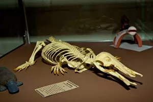 Images Dated 22nd February 2009: Duck Bill Platypus Skeleton, Ornithorhynchus anatinus, Native to Australia
