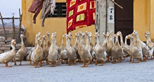 Ducks are raised in great numbers in Vietnam as a primary food source Ducks are raised in great numbers in Vietnam as a primary food source