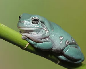Tree Frogs Gallery: Dumpty tree frog, Australian green tree frog, Whites tree frog, Litoria caerulea