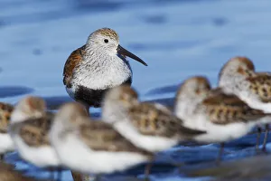 <b class=qtipBold><figcaption>Dunlin with resting sandpipers</figcaption></b><br><em>© Ken Archer / DanitaDelimont.com</em> Dunlin with resting sandpipers