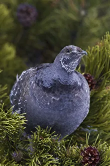 <b class=qtipBold><figcaption>Dusky Grouse; winter perch</figcaption></b><br><em>© Ken Archer / DanitaDelimont.com</em> Dusky Grouse; winter perch