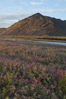 Images Dated 1st July 2010: Dwarf fireweed is lit by sunset light at 2: 00 AM on a gravel bar in the Marsh Fork