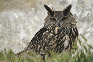 Eagle Owl, Parc Ornithologique de Pond de Gau, Camargue Region of France Eagle Owl, Parc Ornithologique de Pond de Gau, Camargue Region of France