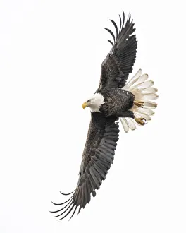 Eagle spotting prey and starting the dive for a catch Eagle spotting prey and starting the dive for a catch