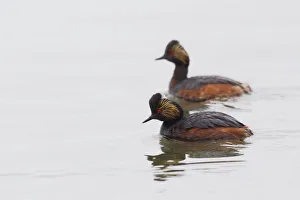 <b class=qtipBold><figcaption>Eared Grebe Pair</figcaption></b><br><em>© Ken Archer / DanitaDelimont.com</em> Eared Grebe Pair