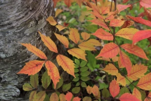 Early October brings the changing of the colour of the leaves to Mt Tenguyama, Otaru Early October brings the changing of the colour of the leaves to Mt Tenguyama, Otaru