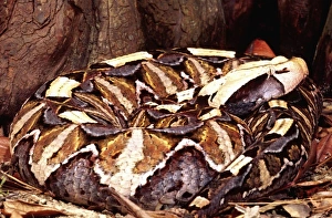 East African Gaboon Viper, Bitis gabonica, Native to Eastern Africa East African Gaboon Viper, Bitis gabonica, Native to Eastern Africa