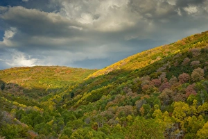 East Canyon fall foliage, East Canyon State Park, near Salt Lake City and Park City, Utah East Canyon fall foliage, East Canyon State Park, near Salt Lake City and Park City, Utah