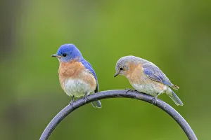 Eastern bluebird male and female on shepherd's hook Marion County, Illinois Eastern bluebird male and female on shepherd's hook Marion County, Illinois