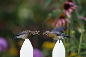 Eastern Bluebird (Sialia sialis) female feeding fledgling on picket fence near flower Eastern Bluebird (Sialia sialis) female feeding fledgling on picket fence near flower