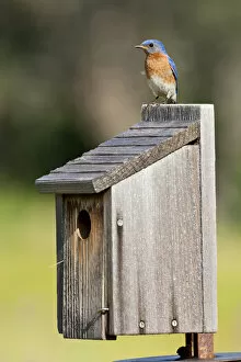 Images Dated 12th May 2012: Eastern Bluebird (Sialia sialis) at nestbox feeding young, Texas hill country, May
