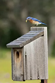 Images Dated 12th May 2012: Eastern Bluebird (Sialia sialis) at nestbox feeding young, Texas hill country, May