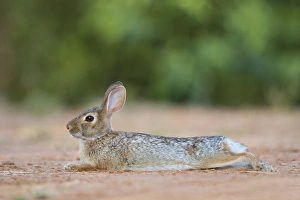 Eastern Cottontail Rabbit (Sylvilagus floridanus) resting in shade Eastern Cottontail Rabbit (Sylvilagus floridanus) resting in shade