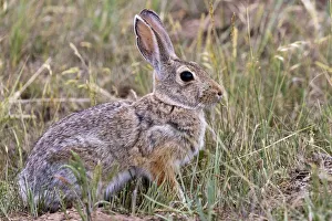 Eastern cottontail rabbit in Theodore Roosevelt National Park, North Dakota, USA Eastern cottontail rabbit in Theodore Roosevelt National Park, North Dakota, USA
