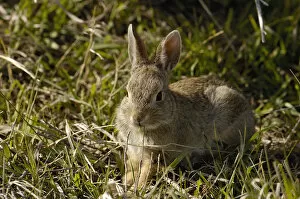 Images Dated 14th May 2005: Eastern Cottontail (Sylvilagus floridanus) Very important small game mammal. Home