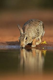 Eastern Cottontail (Sylvilagus floridanus), adult drinking at pond, South Texas, USA Eastern Cottontail (Sylvilagus floridanus), adult drinking at pond, South Texas, USA