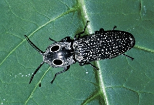 Eastern Eyed Click Beetle or Big Eyed Click Beetle (Alaus oculatus) Eastern Eyed Click Beetle or Big Eyed Click Beetle (Alaus oculatus)