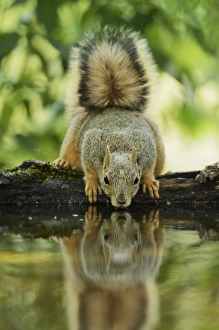 Eastern Fox Squirrel (Sciurus niger), adult drinking, Hill Country, Texas, USA Eastern Fox Squirrel (Sciurus niger), adult drinking, Hill Country, Texas, USA