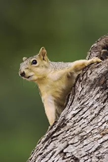 Eastern Fox Squirrel, Sciurus niger, adult on tree, Uvalde County, Hill Country, Texas